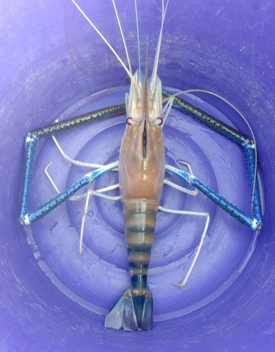 กุ้งก้ามกราม กุ้งหลวง หรือกุ้งก้ามคราม ราชาแห่งกุ้งน้ำจืด. 
 :cheer: :cheer: :cheer: