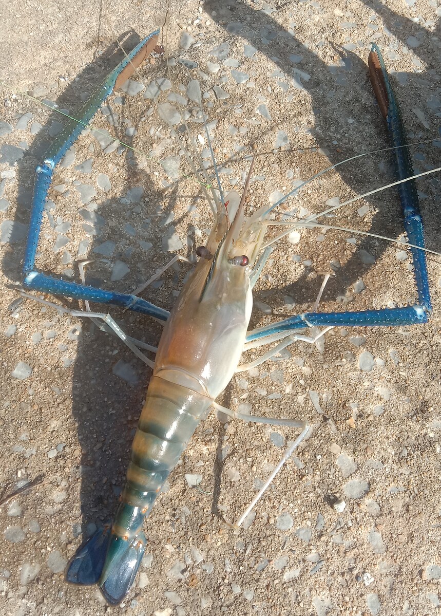 ทุกครั้งที่ " กุ้งเดิน " มันเป็นอะไรที่วิเศษสุด สายตึงขึ้น และตึงขึ้น นับถอยหลัง 10 วินาที. แล้วเกรง