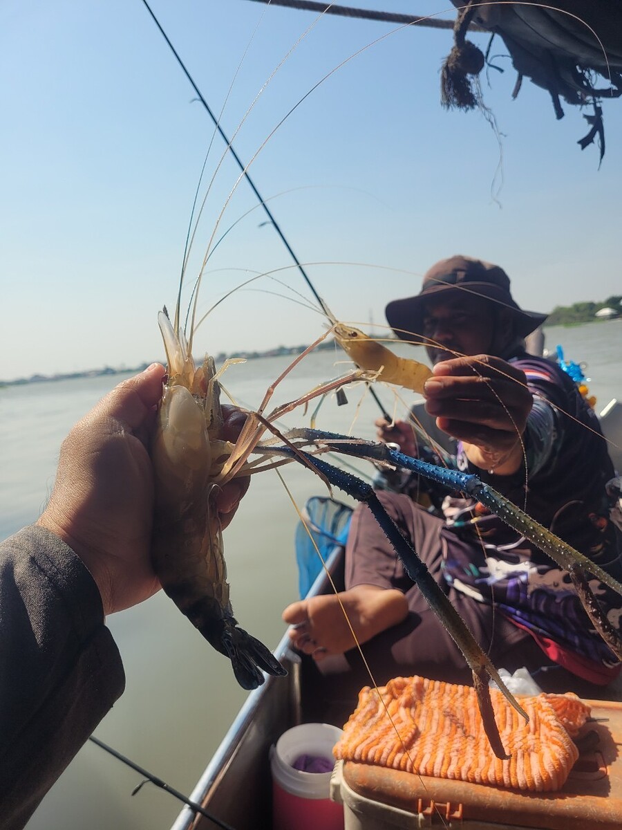 จัดกุ้งคู่ ครับ

คิดว่าวันนี้จะไม่มีมากินพร้อมกันซะแล้ววว