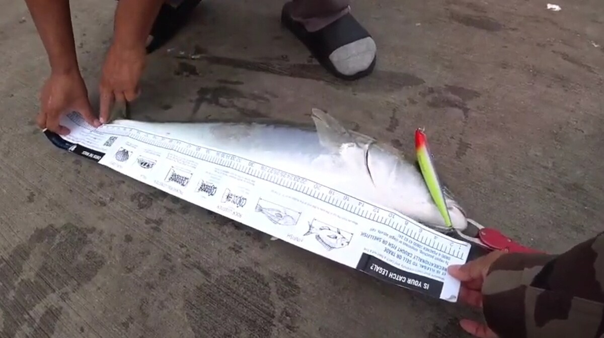 แต่ ... ขนาดยังไม่ได้ตามที่ทาง Fisheries NZ กำหนด ตัวนี้วัดจากหัวถึงร่องหาง "V" ยาว 69 cm.