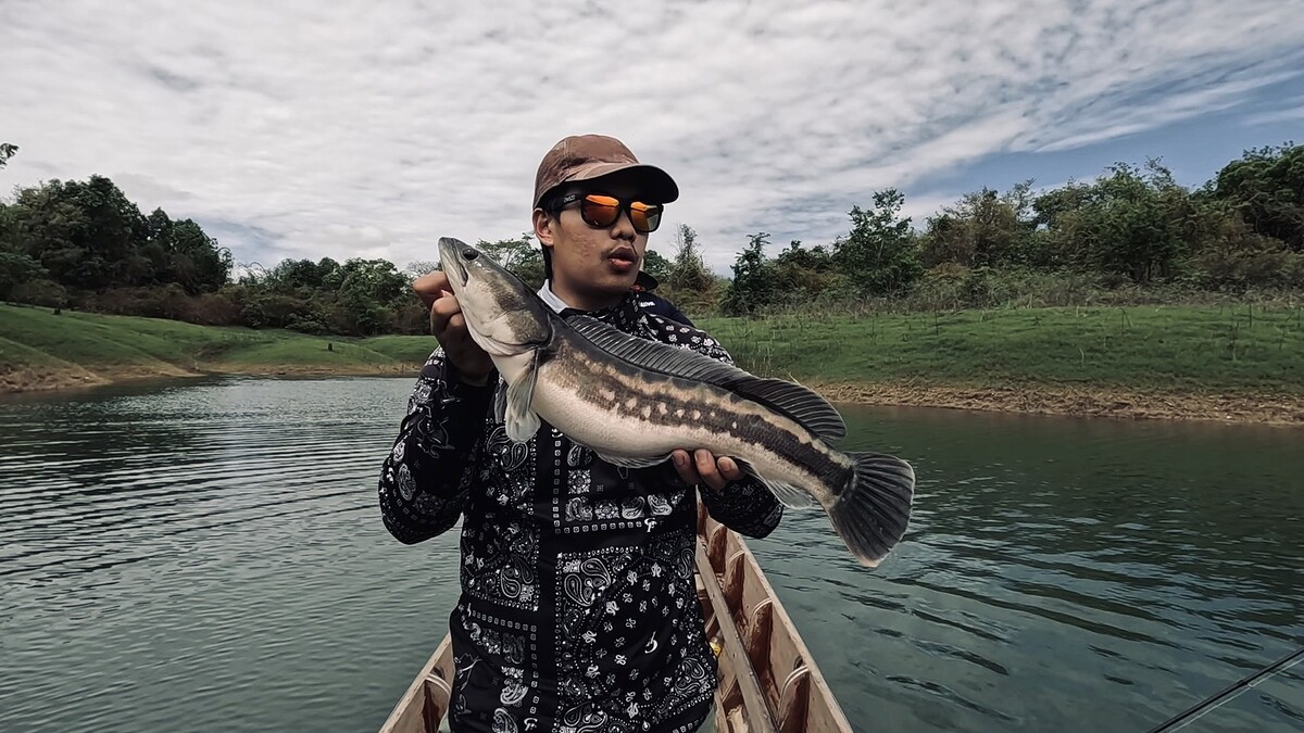 แต้มที่ 4 ของผมวันนี้เป็นปลาชะโด ขนาดสวยๆเลยทีเดียว 
ชะโดขนาดราวๆ 3 Kg ที่หลงมากัดกระดี่เหล็กแบบผิด
