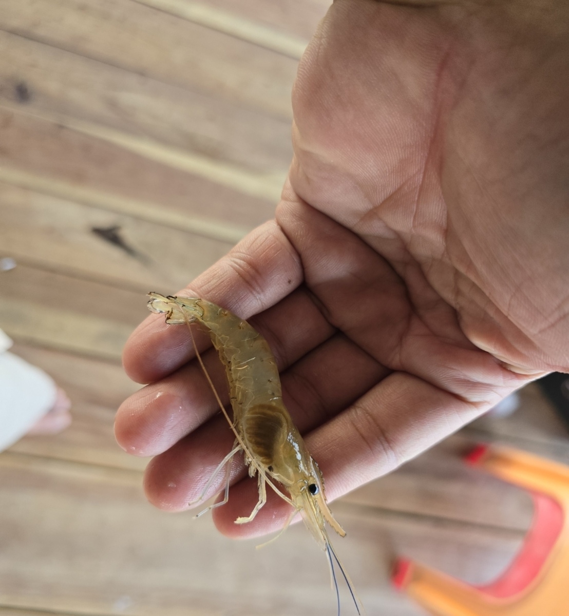  [b]กุ้งในกระชังที่มีอยู่สามตัว[/b] [i]ลูกค้าคงเอาไว้ตกปลาม้า[/i] :cheer: