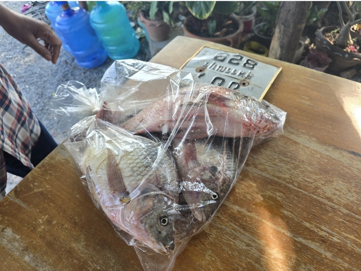  [b]ปลาเขื่อนซื้อกลับบ้านลองเนื้อปลาดูครับ[/b] [i]150บาท[/i] :cheer: