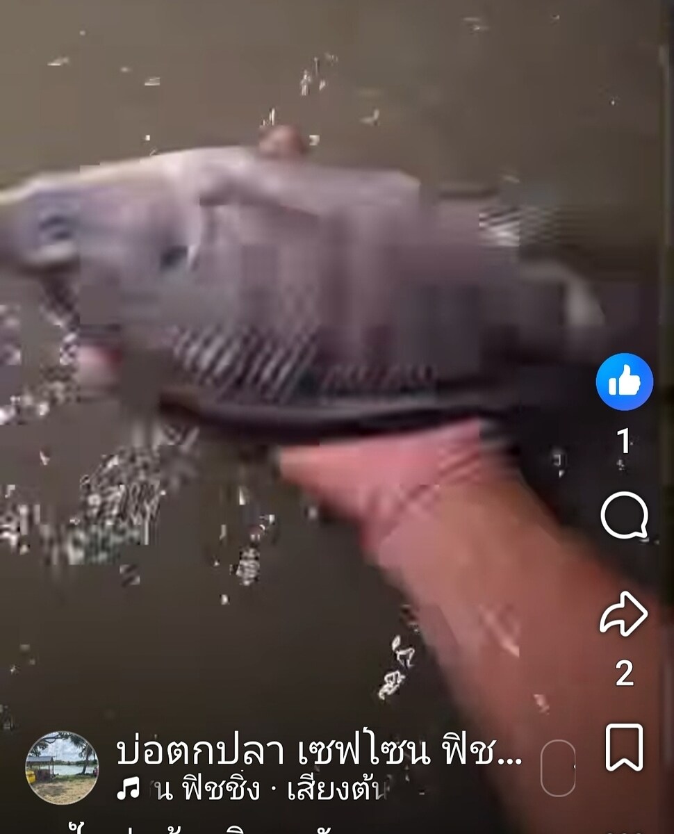 บ่อลงปลาเพิ่ม