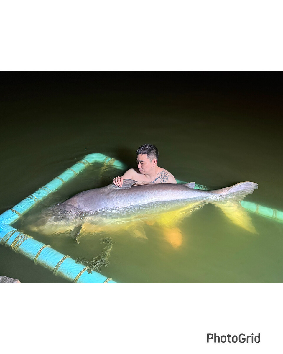 Mekong catfish 150kg++ บึงสำราญ
