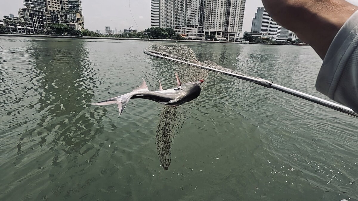 พอเข้ามาข้างเรือมันหมดแรงยอมให้ตักเข้าสวิง 
แต่พอยกมันก็ดิ้นพลิกตัวหลุด ดีที่ยังห้อยค้างอยู่เลยเอาข