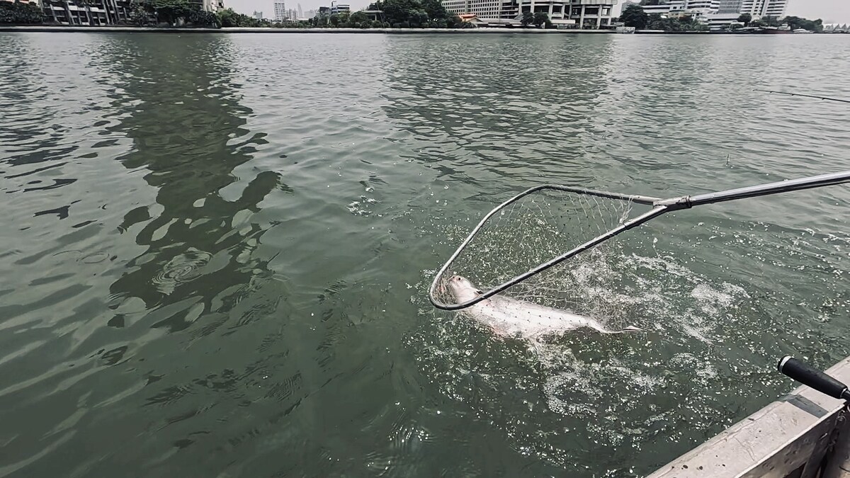 เห็นตัวแล้วร้อง โอ้วววว เลยครับ น่าจะมีโลครึ่งได้ตัวนี้ ตัวหนาตึ๊บเลย
