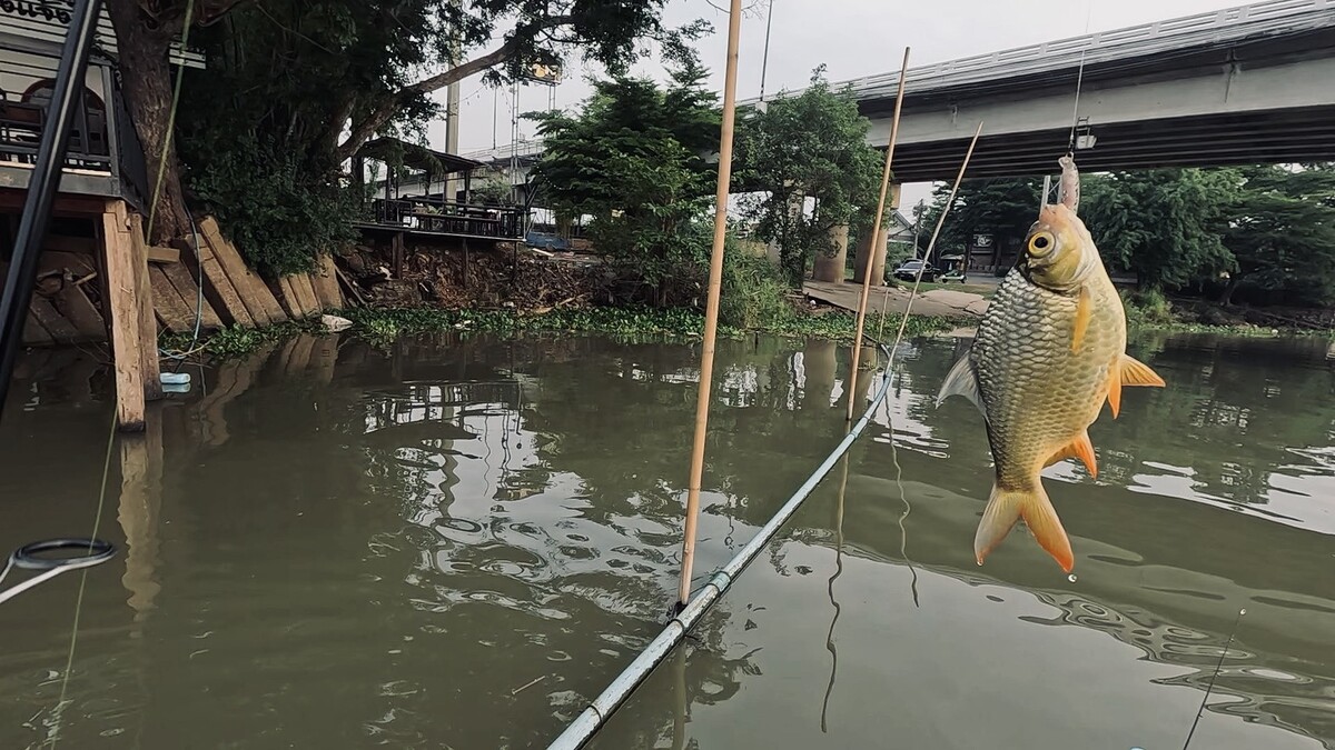 เปิดเกมส์แต้มแรกด้วยปลาตะเพียนทอง