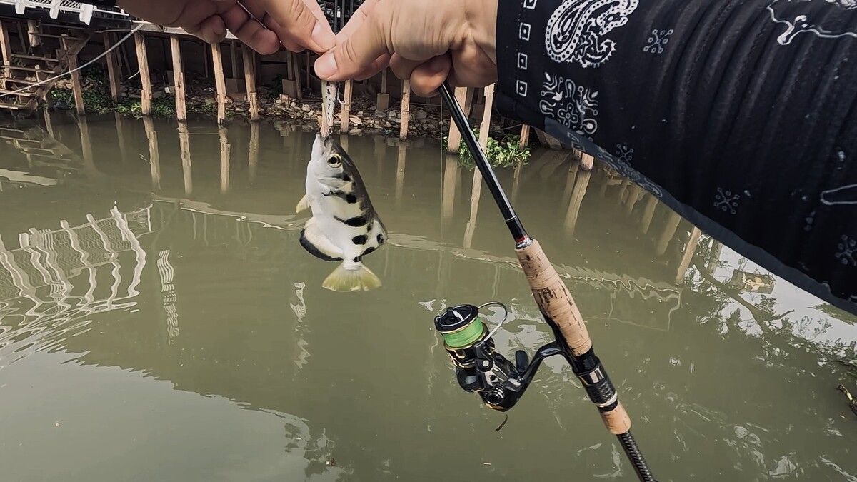 เป็นปลาเสือพ่นน้ำนี่เองครับ ปลารับ
