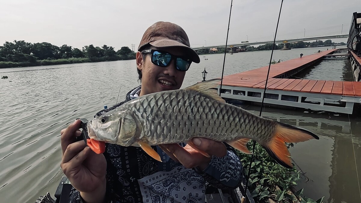 ปลากระสูบไซส์ราวๆ ครึ่งโล 
เป็นปลาท