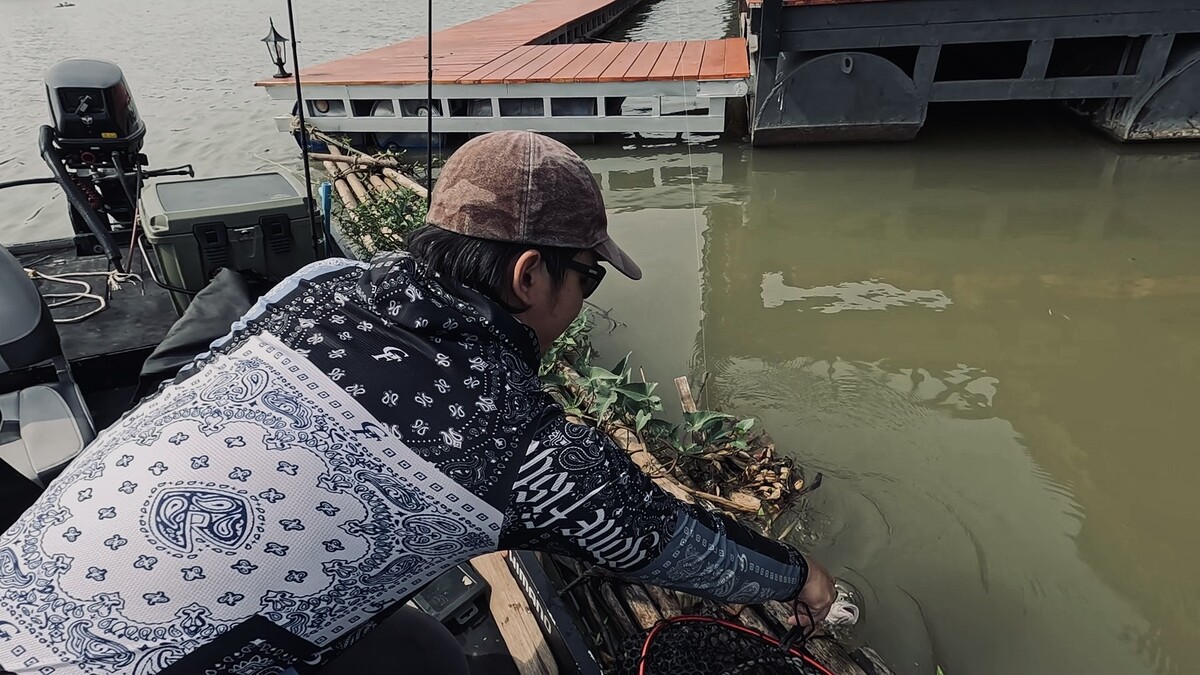 ช่วงนี้ใกล้ได้ฤดูวางไข่ของปลาแม่น�
