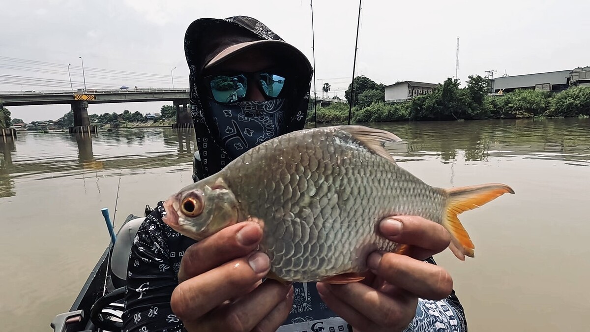 นี่ครับตัวนี้เป็นกระแหที่ใหญ่ที่ส�