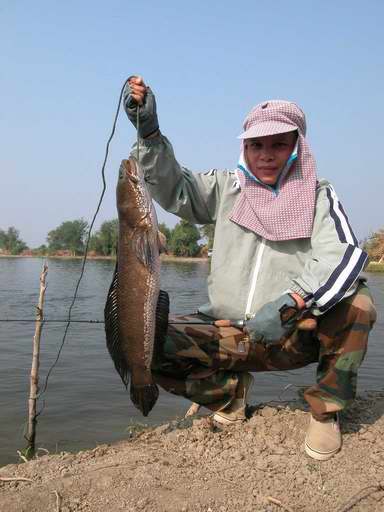 คุณแมน (เตาถ่าน) เพื่อนของเฮียเพ้งแห่งวงการปลาตู้สวยงามที่ใหญ่ที่สุดในจังหวัดเพชรบุรี  วันนี้กะมาสอย