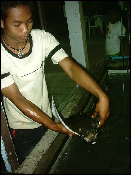 จาก400.- ต่อเหลือ350.- กระเบนนกตัวจ้อยรอคอยอิสระเมื่อขี้เมาต่างลงขันกันมาคนละนิดคนละหน่อย เด็กในร้าน