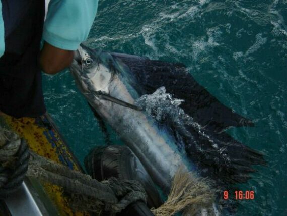 สนับสนุนครับ Catch & Release ผมว่านักตกปลาควรใช้ประโยชน์สูงสุดกับปลาที่ตกได้ เอาปลาขึ้นแค่พอดี ปลาให