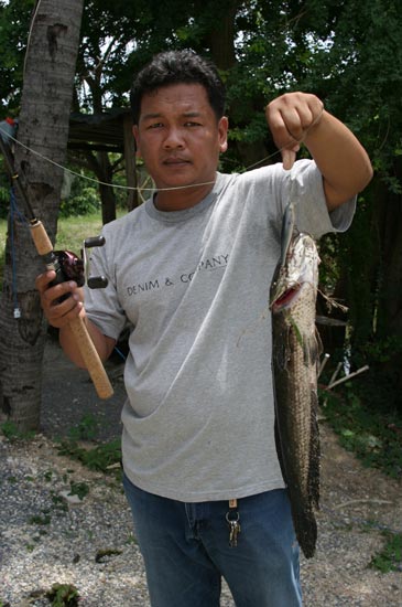 ตัวที่สามครับ ใหญ่เอาการเหมือนกัน