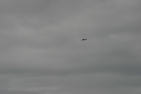 ฝูงนกหลากหลายสายพันธ์แตกฮือจากป่าหญ้าเมื่อเรือเราขยับเข้าไปใกล้ ที่บินร่อนอยู่ข้างบนตัวใหญ่มาก เลนซ์