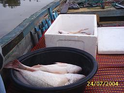 ... น้า feen ครับ ปลาม้าช่วงนี้มีทุกไซด์