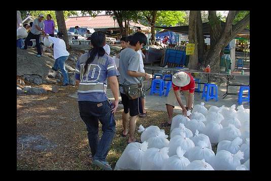 เป็นความผิดพลาดของผมครับ ไม่ได้ถ่ายภาพโคลสอัพ ปลาตะพาก ปลากะโห้ ปลาตะเพียน ซึ่งถูกเตรียมไว้เพื่อการป