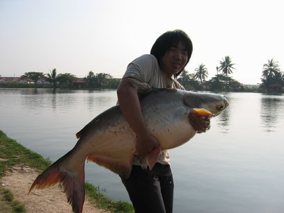 ปลาผมคับ 30 upคับ ตัวนี้ แบบ กระเป๋าไป โ