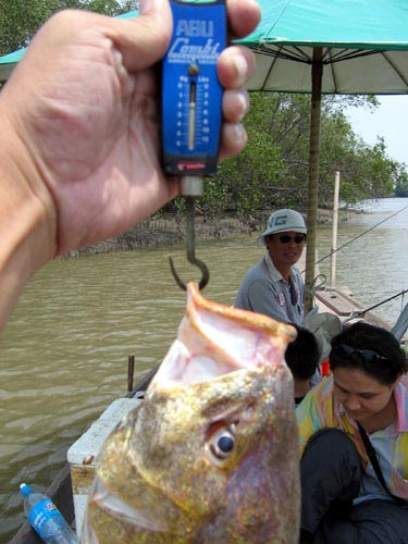 ... ยืนยันด้วยตาชั่งสปริงของ Abu ครับ ... 1.8 โล  ...
เสียดายที่ไม่ถ่ายตอนขึ้นน้ำใหม่ๆ ... ไม่งั้นเ