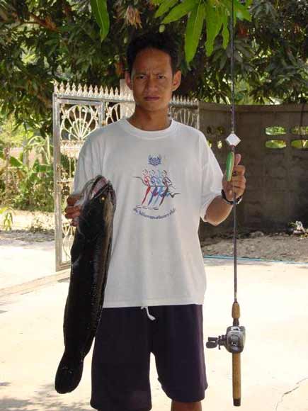 ปลาชะโด