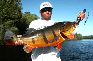 Peacock Bass