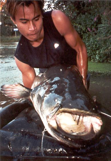 catfish
