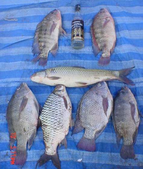 ปลาเกล็ด..ธรรมชาติ..ไซด์ที่หายากส์มาก  ในตอนนี้.