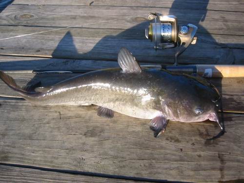 Channel  Catfish