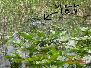 fishing in Florida