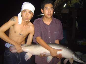 Alligator ตัวน้อยๆ จากบึงสำราญ