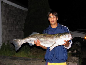 Striped Bass