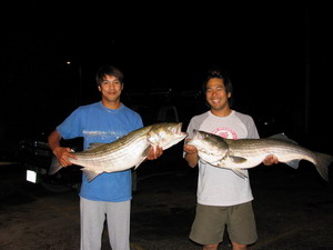 Striped Bass