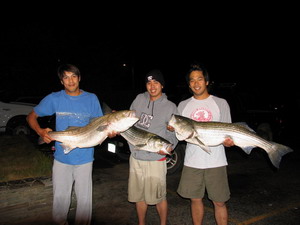 Striped Bass
