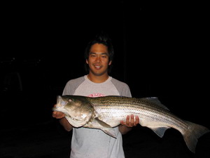 Striped Bass