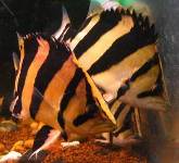 ปลาเสือตอ (Siamese Tiger Fish)