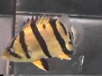 ปลาเสือตอ (Siamese Tiger Fish)