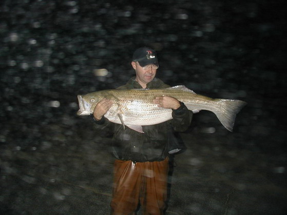 Striped Bass2