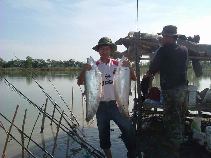 ปลากรายครับ