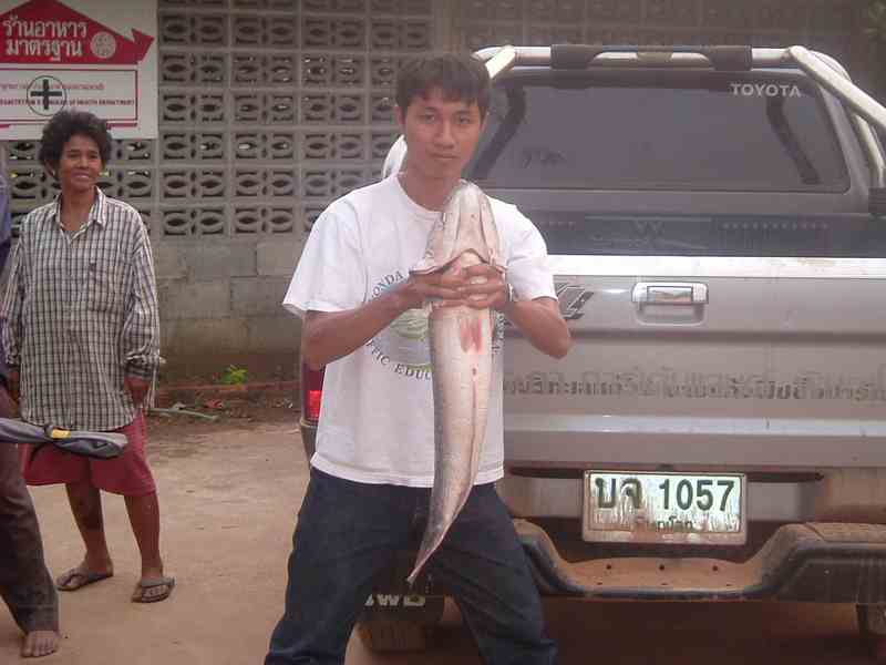 ขอดเกร็ดชะโด