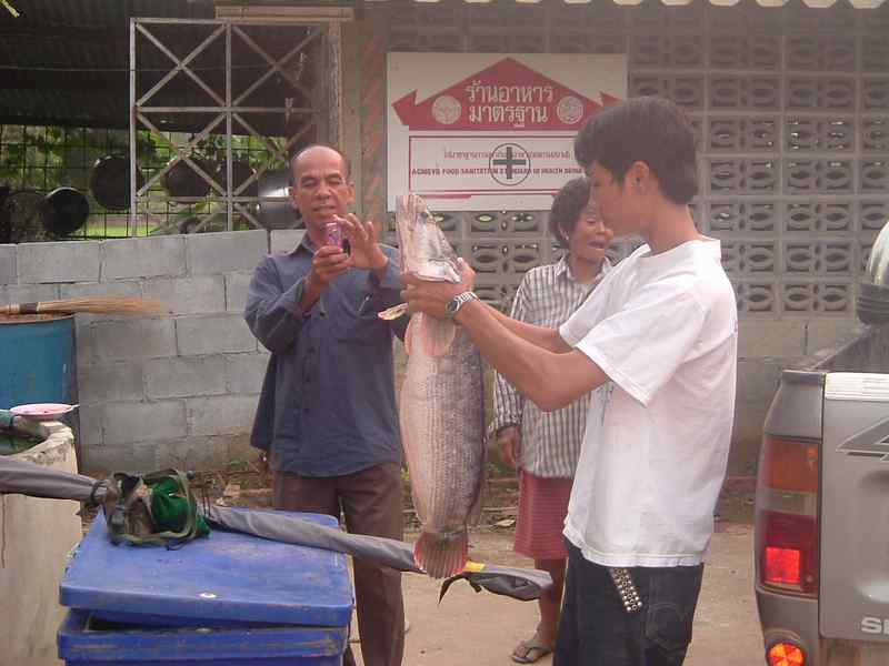 ขอดเกร็ดชะโด