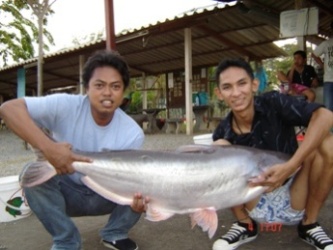 ปลาสวายใหญ่ที่สิงห์ สปอร์ส