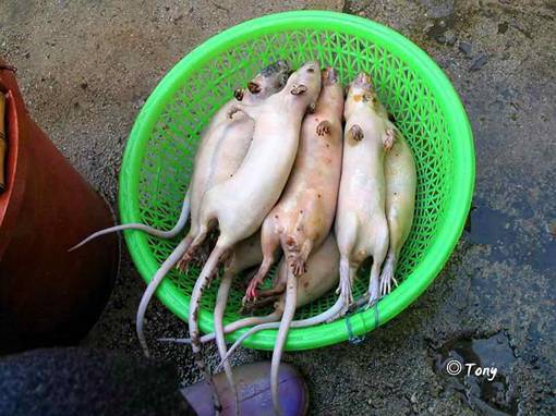 เปิบพิศดาร จากท้องนา