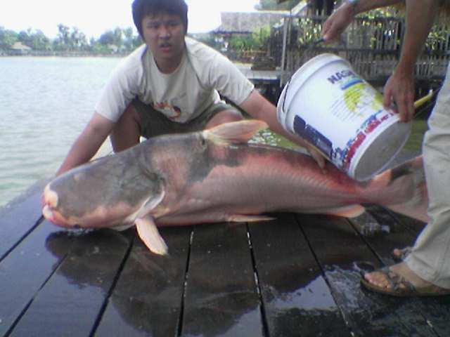 บึกเผือกบึง!!!!!!!!!!!!