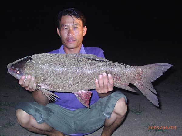 ยี่สกและนวลจันทร์ที่อ่างแม่หาด