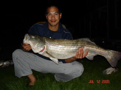 Nantucket MA 2005 --->Striped Bass