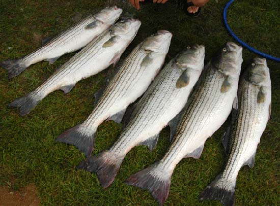 Boston-Nuntucket  กับ  Striped Bass