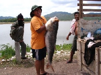 ปลาใหญ่ฝูงสุดท้ายที่ อ่างเก็บน้ำ ชะลาดระฆัง จ.ตาก