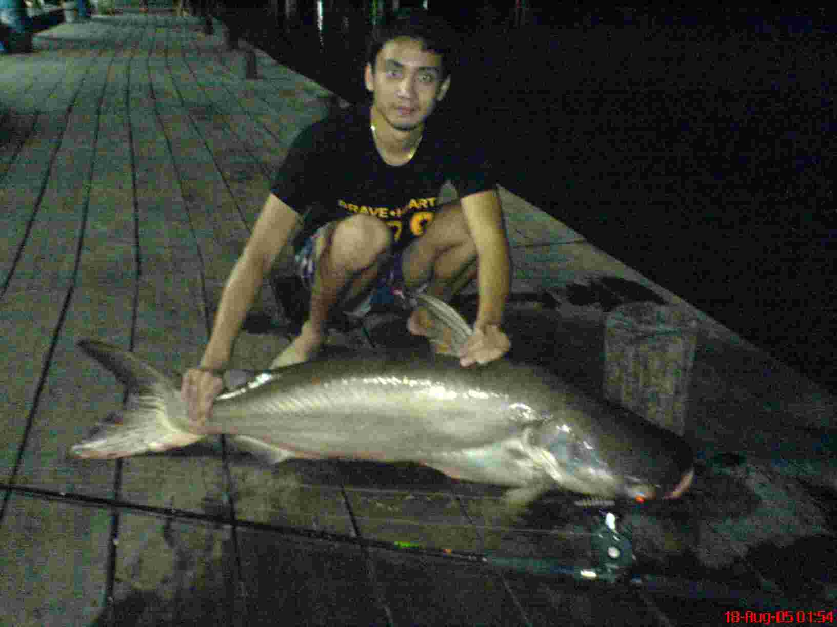 ปลาบึกตัวน้อย ๆ